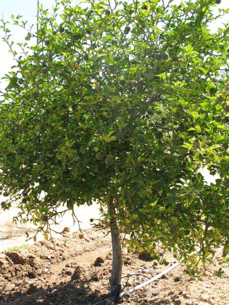            Habit (Riverside, CA)   